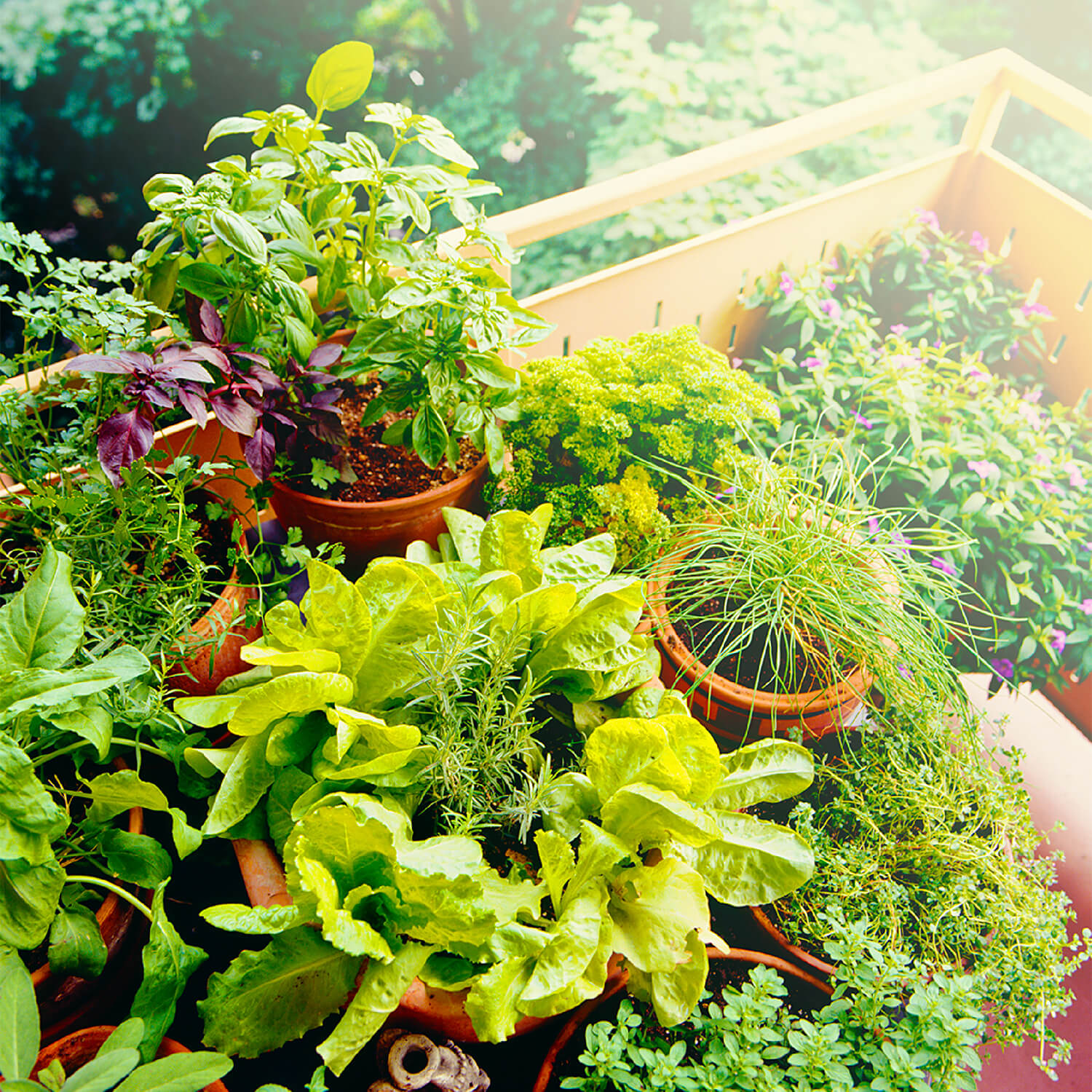 Orto sul balcone di casa: Guida alla creazione - Peraga Garden Center